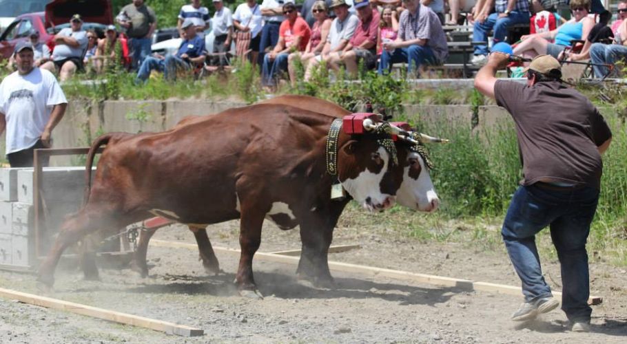 Ox pull, July 1, 2015